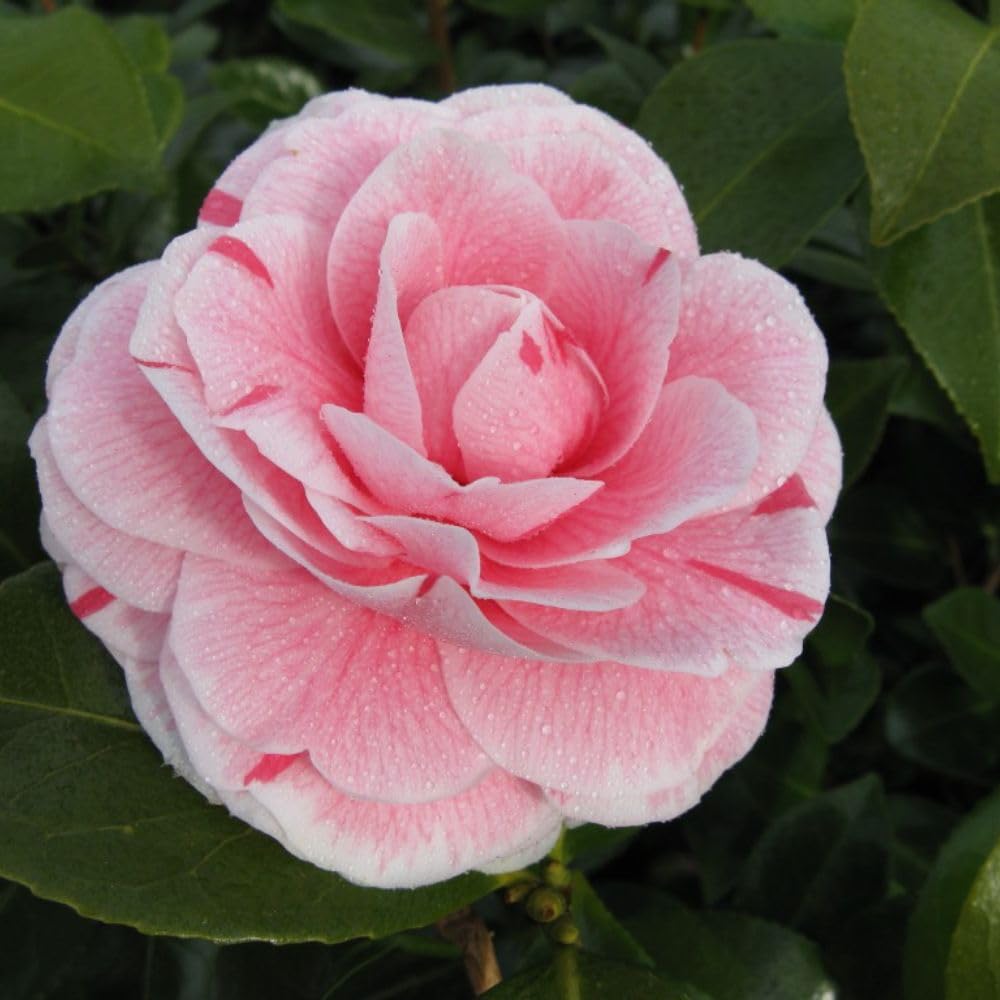 Camellia Japonica 'Bonomiana' - Striking Pink-Streaked Double Flowers - Hardy Evergreen Shrub for Spring Blooms – 1x 3 Litre Pot by Thompson and Morgan