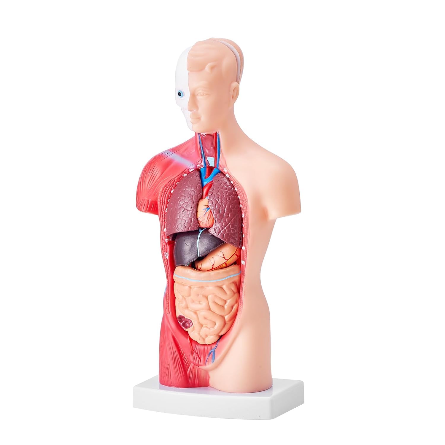 Modello di busto umano, 15 parti rimovibili modello anatomico da 11 pollici con organi, strumento educativo per studenti che imparano la scienza