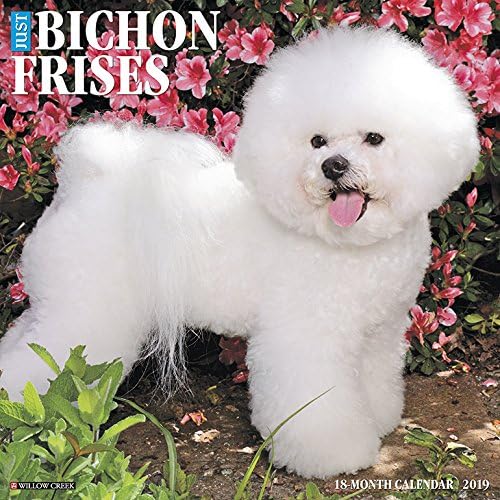 Just Bichons Frises 2019 Wall Calendar (Dog Breed Calendar)
