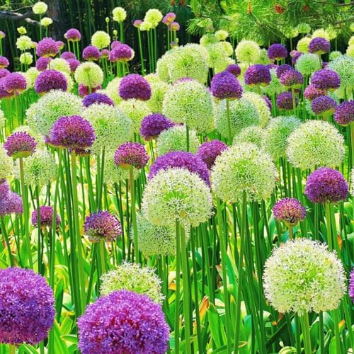 bulbos de allium, Allium giganteum, de jardín interior bulbos ajo ornamentales en balcón exterior interior exóticas balcón en 5pcs