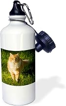 "Orange tabby cat, Florida, USA US10 MPR0244 Maresa Pryor" Sports Water Bottle, 21 oz, White
