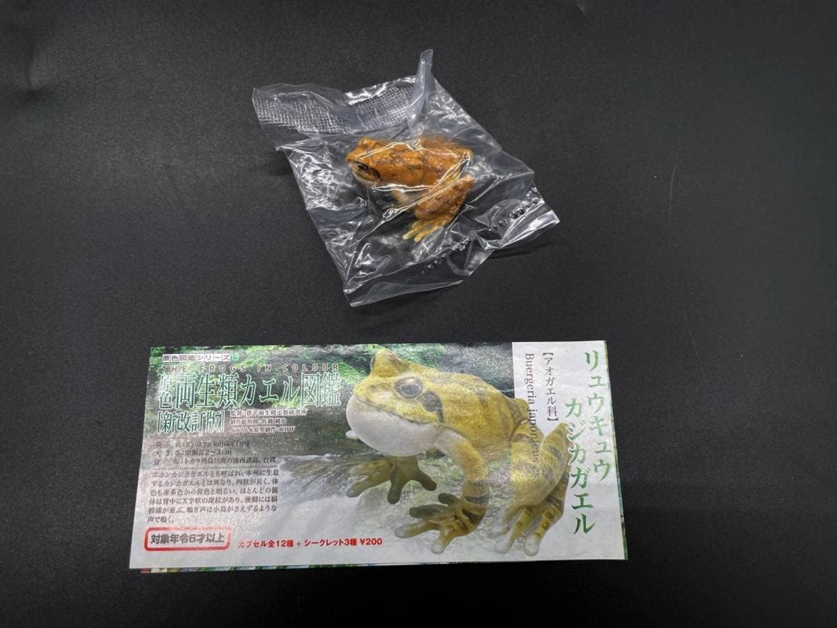 原色両生類カエル図鑑 新改訂版 リュウキュウカジカガエル 原色両生類