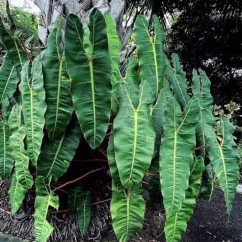 Miniatura 8 de Billiataie Philodendron Plant - Planta de interior viva, rara tropical abigarrada, planta de interior viva, plantas de inicio sin maceta, 5-9