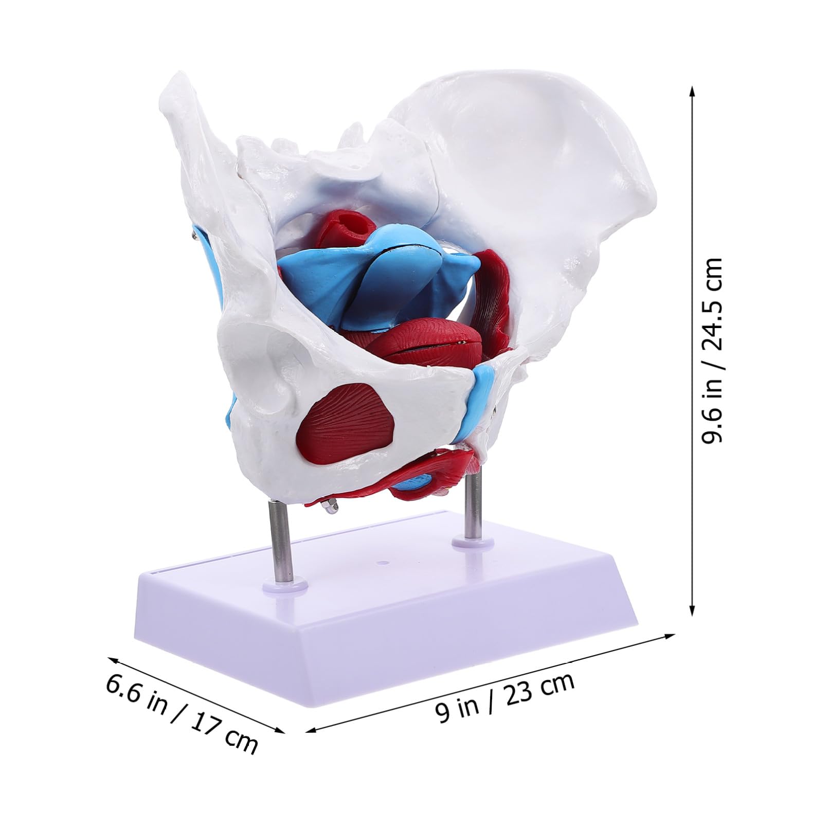 Modello Pelvico Femminile in Pvc Separabile, Modello Anatomico Muscolare del Pavimento Pelvico per Insegnamento Medico e Dimostrazioni, Strumento Didattico Portatile per Scuole