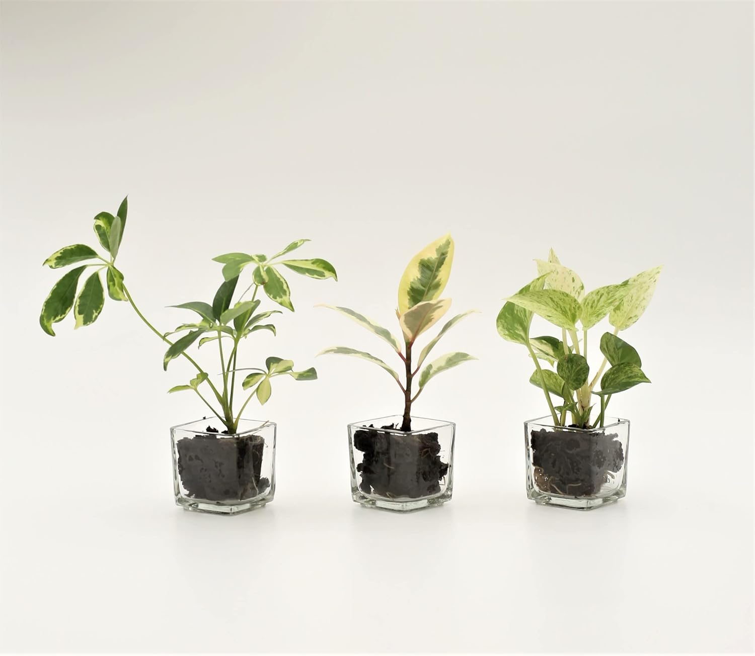 お手入れ簡単 ミドリエ パフカル無し 壁掛け 土を使わない 観葉植物 イージーポット 底面給水pot E 新品即決 お手入れ簡単 ミドリエ パフカル無し 壁掛け 土を使わない 観葉植物 イージーポット 底面給水pot E 新品即決