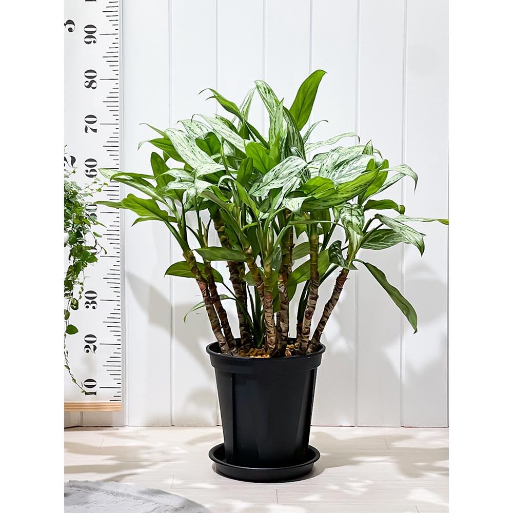 アグラオネマ　大株！zawaina Amazon｜PLANCHU 観葉植物 アグラオネマ シルバークイーン 8号スリット