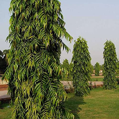Mphmi Plants Ashoka plant Tree, Pendula Ashok - Plant Garden Live Plant Nursery Indoor Outdoor Living Plants? (B092T8CT9Y) Amazon Price History, Amazon Price Tracker