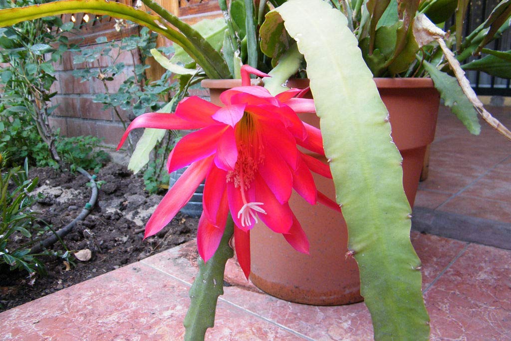 Portal Cool 4 Orchid Seeds Cactus (Epiphyllum Pegasus) H448 Orchideen-Kaktus  Epicactus Seeds: Amazon.de: Garten