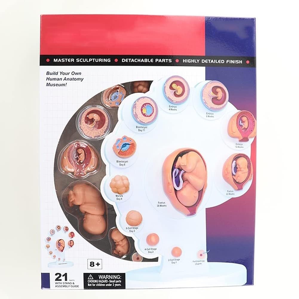 HEQIM Fetal Uterine Embryo Development Model, Human Body Model Teaching Tool, fetal Organ Growth Process Model, fetal Model Human Anatomy Teaching aids, Medical Teaching Supplies