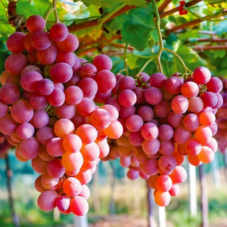 Image of G- All-Time 12 Months Hybrid (GRAFTED) Live Fruit Plant Original & Authentic Organic Tree for Outdoor Fast-Growing Fruit Plant Home Gardens Sweet Healthy Plant Pack Of-1 (Red Grapes Plant, Medium)