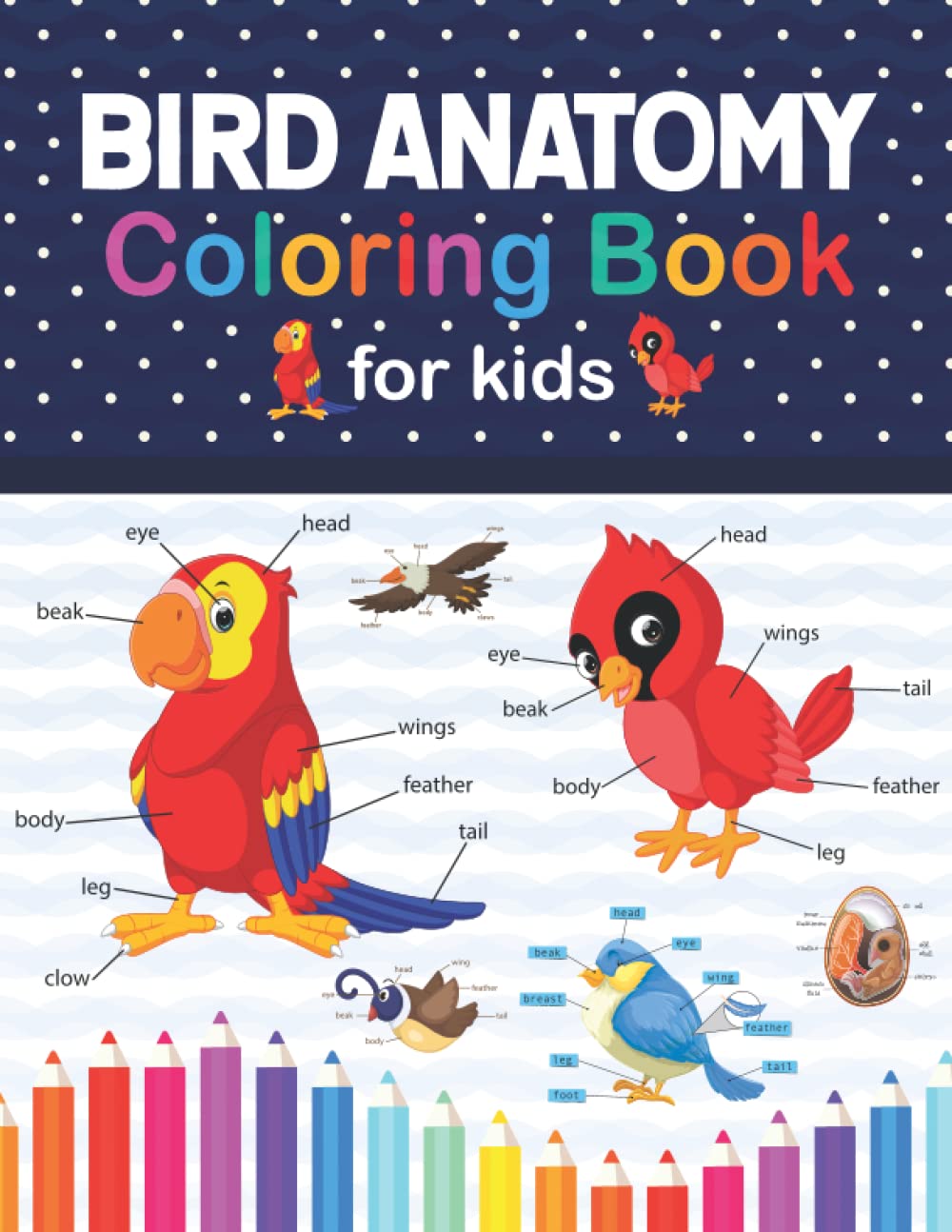 Buy Bird Anatomy Coloring Book for Kids: This Coloring Book is Helpful ...