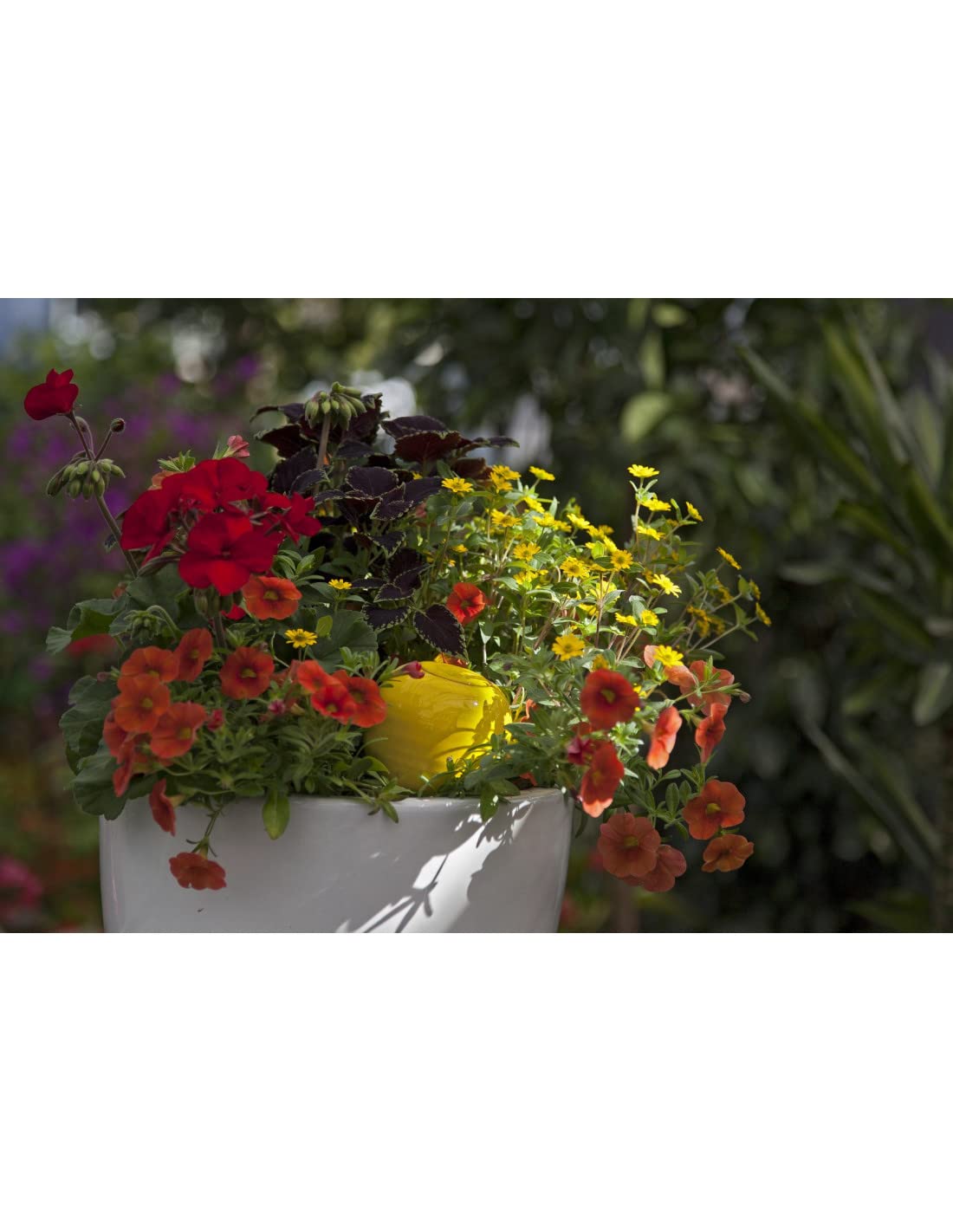 Ollas/Oyas Céramique à Planter Jaune 0,3 litres | Diffuseur/réservoir d'eau pour arrosage des Plantes | Irrigation Automatique par Goutte à Goutte