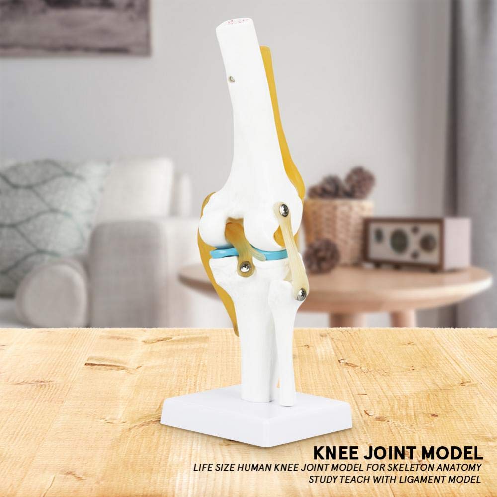Skelett Anatomie Lebensgroß Anatomisches Kniegelenk Mit Bändern Modell,32CM Skelett Anatomie Wirbelsäule Knochenmodell Medizinisches Kniegelenk Osteoporose Anatomisches Modell Für Hobbyisten