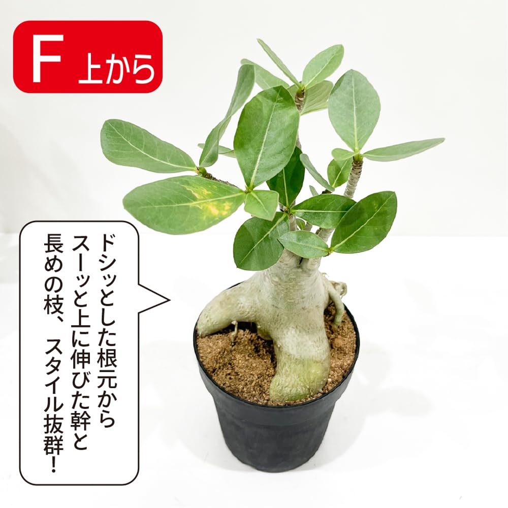 Amazon｜観葉植物 アデニウム アラビカム (F) 砂漠のバラ 天空のバラ
