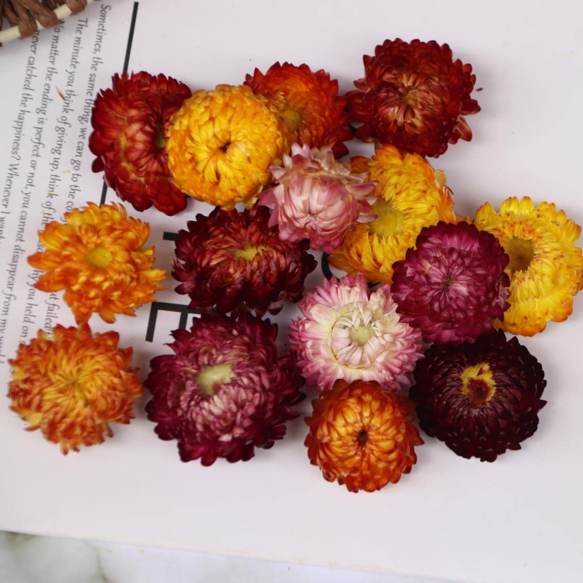 Getrocknete gepresste Blumen, 100 Stück natürliche getrocknete Blumen, Gänseblümchen, trockenes Stroh, Chrysanthemenköpfe, dekorative DIY-Heim-Hochzeitsdekoration for alle Arten von Bastelarbeiten – 1