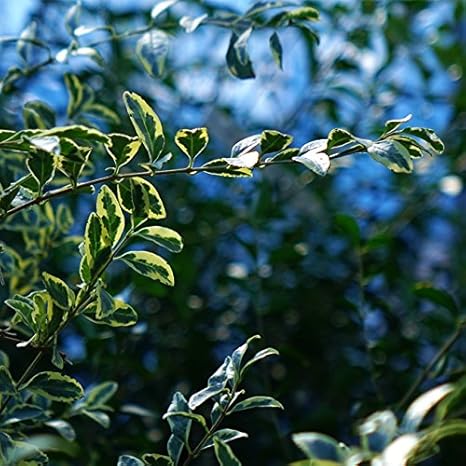 Amazon Co Jp シルバープリペット 堆肥 生垣用セット シルバープリペット 生垣苗 3本と花ひろば堆肥 極み 1袋 生垣 目隠し 庭木 常緑樹 Diy 工具 ガーデン Amazon Co Jp シルバープリペット 堆肥 生垣用セット シルバープリペット 生垣苗 3本と花ひろば堆肥 極み 1袋 生垣 目隠し 庭木 常緑樹 Diy 工具 ガーデン