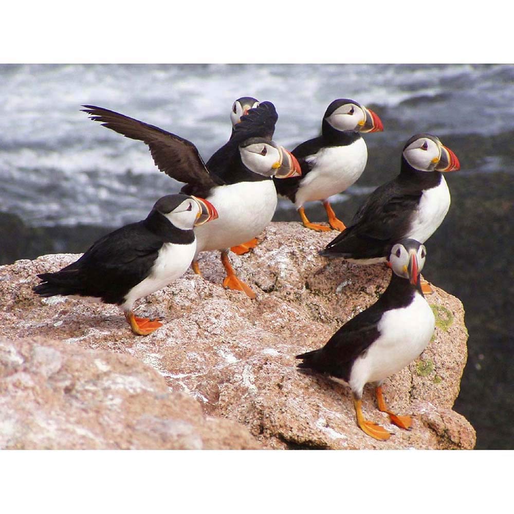 Wee Blue Coo Animal North Atlantic Puffins Art Print Poster Wall Decor 12X16 Inch