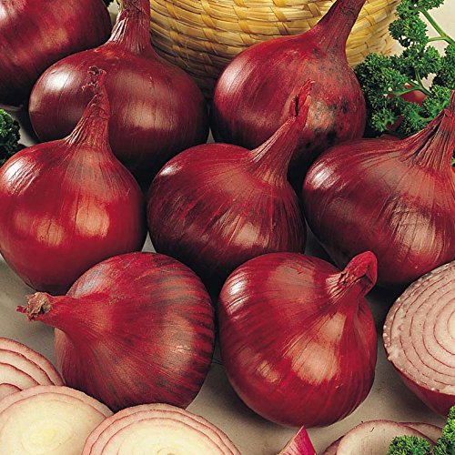 Biocarve Seeds Onion - Pack of 100 Seeds (B01ASWP9N2) Amazon Price History, Amazon Price Tracker