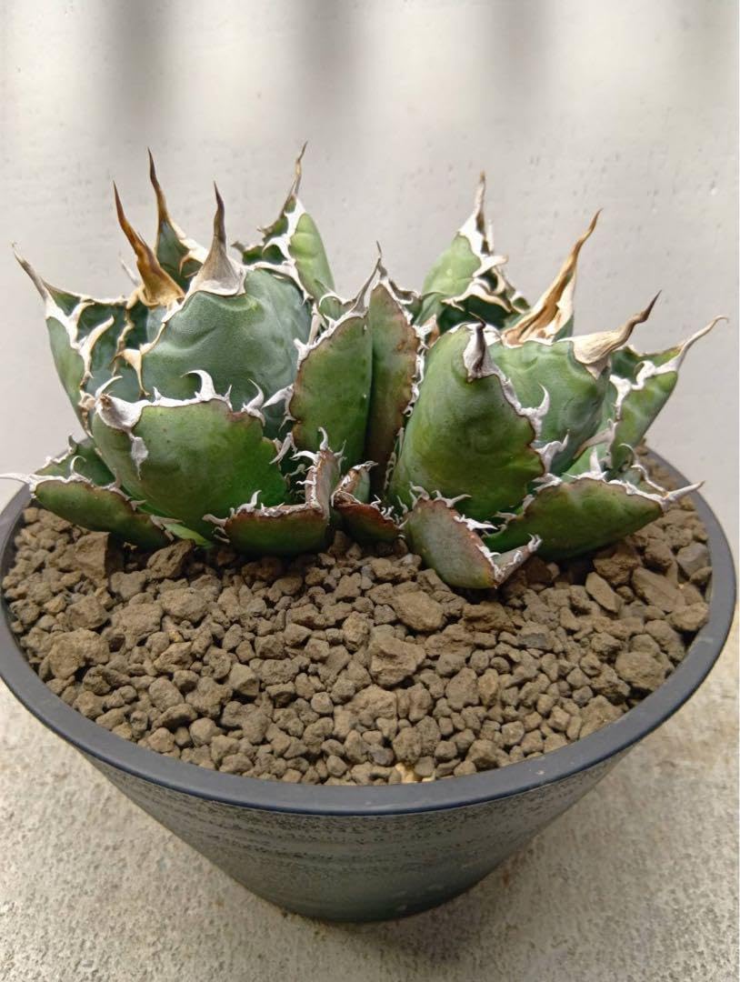 植物名 アガベ チタノタ 白鯨 ダブルヘッド 観葉植物 子株】アガベ