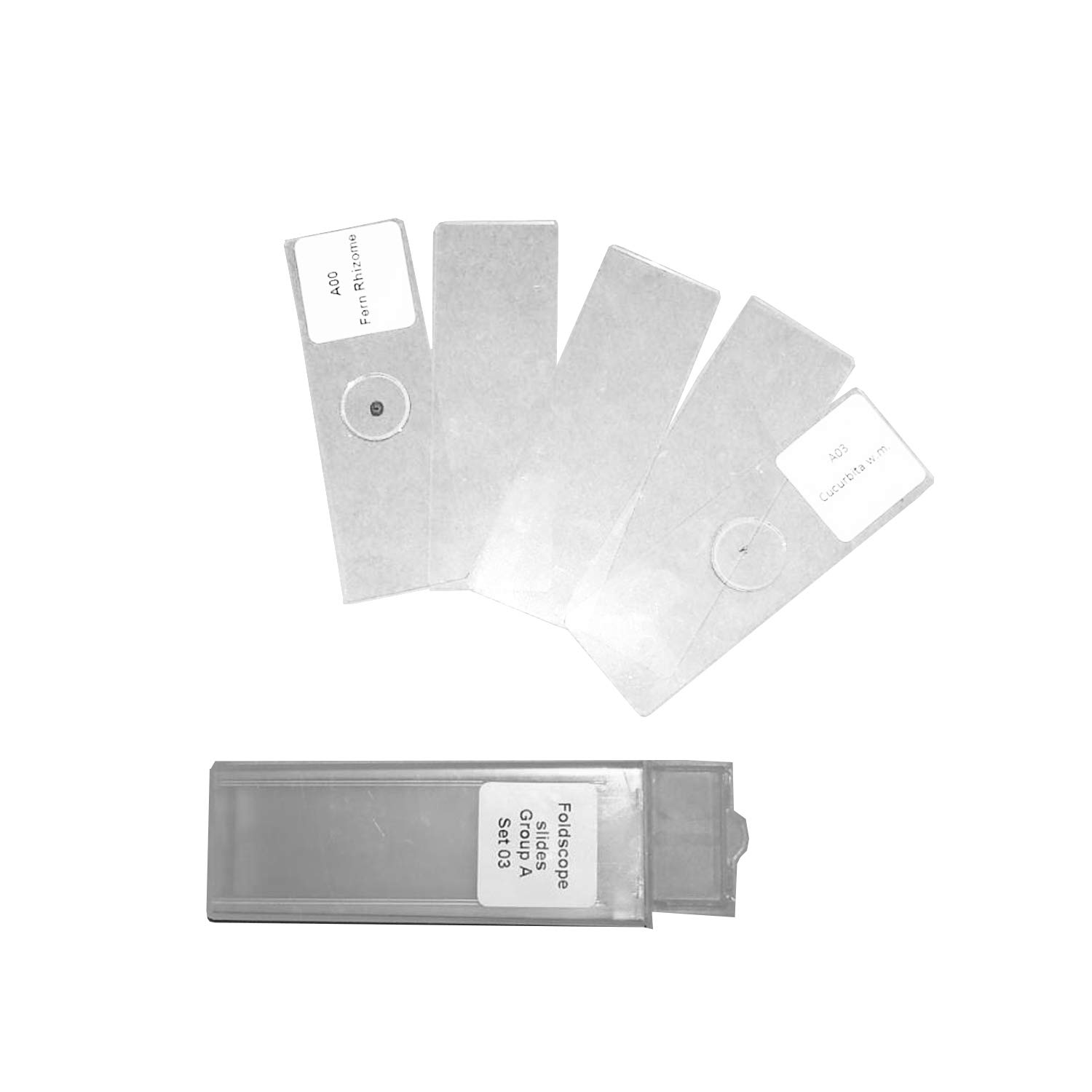 tecmac Premium Microscope Prepared Slides to Observe Various Specimen| Pack of 5 Slides - 2 Prepared and 3 Blank Slides for Compound Light Microscopes