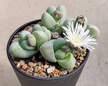 【クマクマ様向け】パキポディウム エブレネウム自宅採種 種子　100粒 クマクマ様向け】パキポディウム エブレネウム自宅採種 種子 100粒