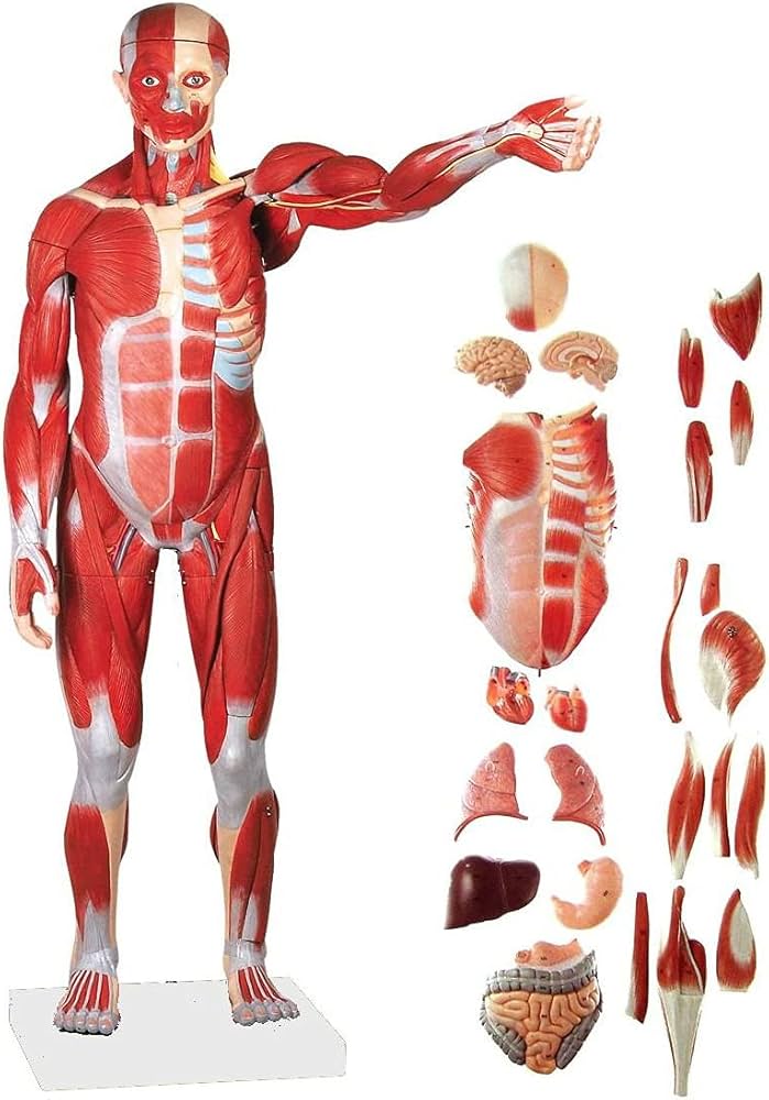 Amazon.co.jp: 教育モデル、78cm解剖学的人体筋肉図モデル、27パーツ1