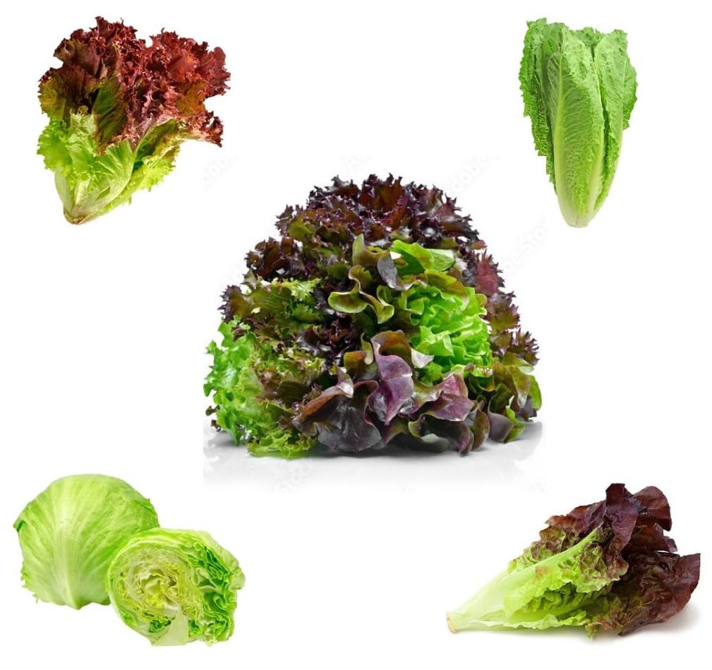 Lettuce Seeds Combo by The Herb Store | 3000+ Seeds | Non-Treated | Non-GMO | Open Pollinated