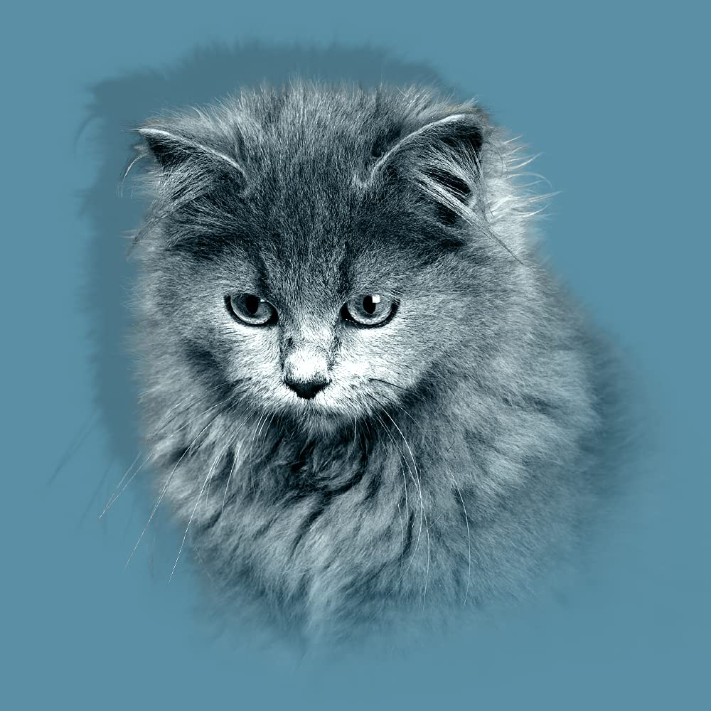 Pienso para Gatos Adultos para Todas Las Razas y tamaños Rico en Pollo y Pescado Alimento seco para Gatos 20 kg Canun Cats Daily Maintenance