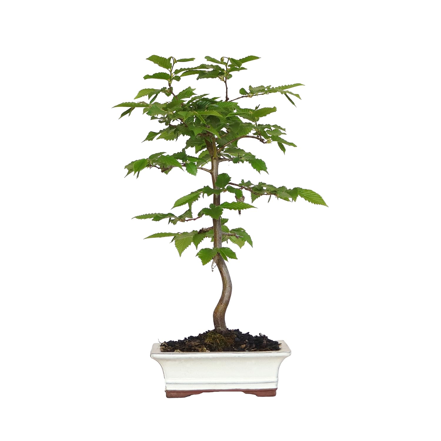 KENTIS - Bonsai di Carpino - Carpinus Betulus - Piante Vere da Esterno Ornamentali - Giardino Balcone Terrazzo - H 35/40 cm Vaso in Ceramica 19 cm