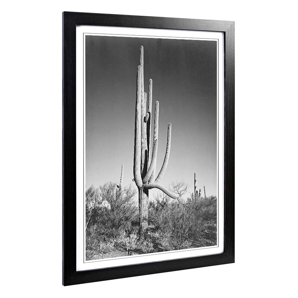 Big Box Art Framed Print of Ansel Adams Cactus in Arizona Design | Wall Art Picture | Home Decor for Kitchen, Living, Dining Room, Bedroom, Hallway, Office, Black, A2 / 24.5x18 Inch / 62x45cm