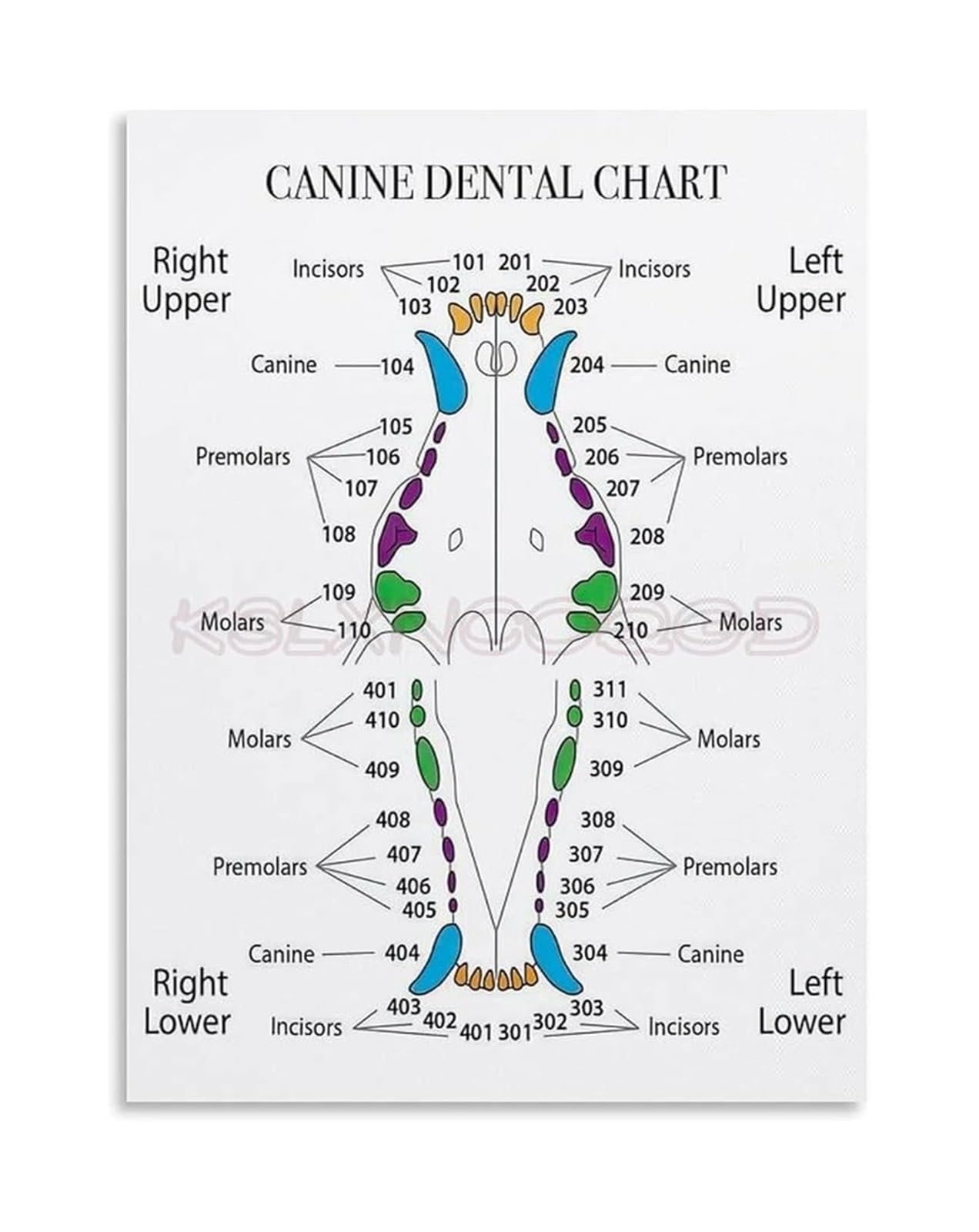 SSOPTMCB Pet Care Education Poster Canine Chart Veterinary Anatomy Reference Canvas Wall-Art for Home(Unframed,08x12inch(20x30cm))