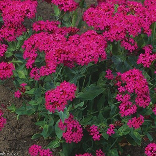 Sweet William Catchfly (Silene Armeria) 3000 Seed, Blooms During mid-Summer.