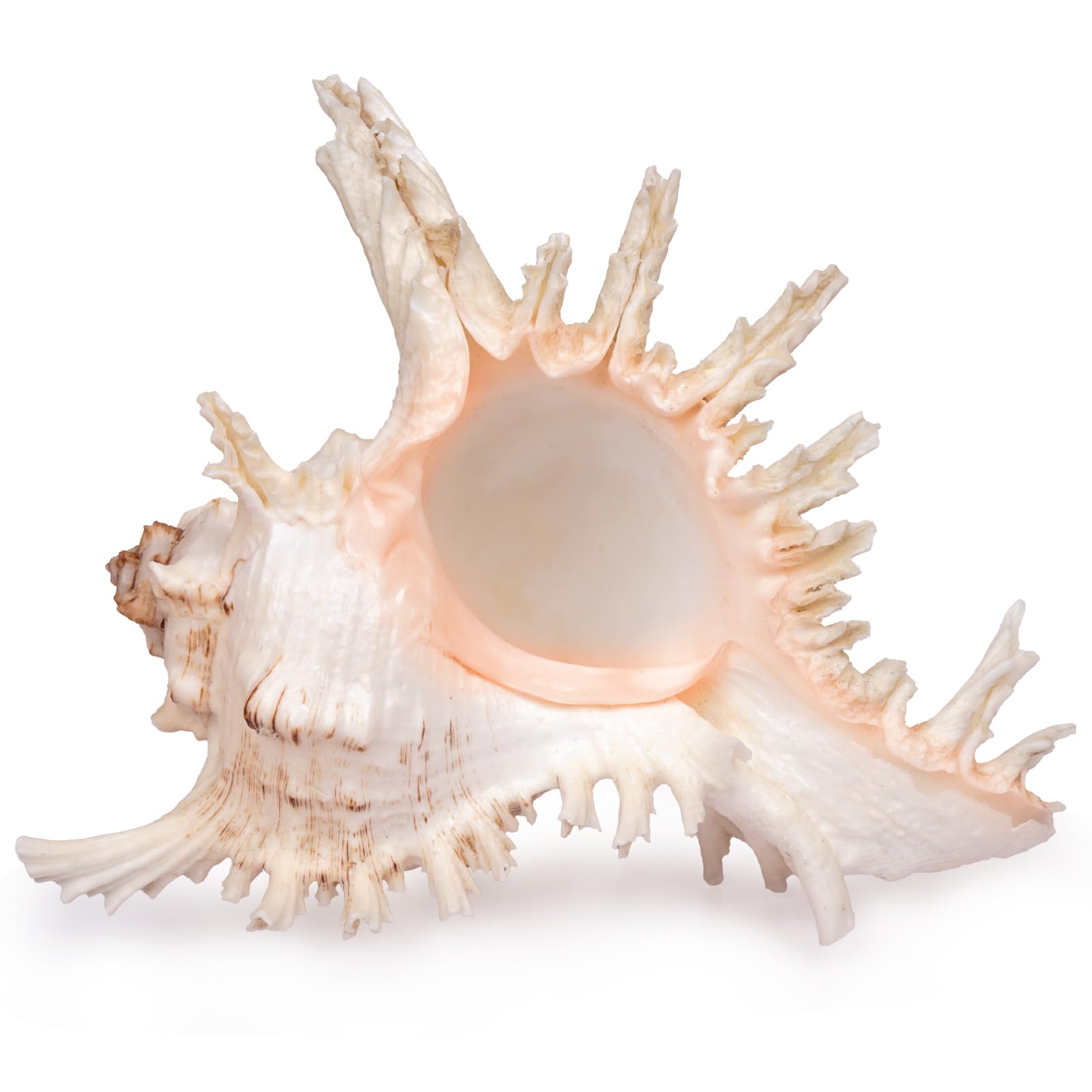 Murex Ramosus Shell Large 7-8