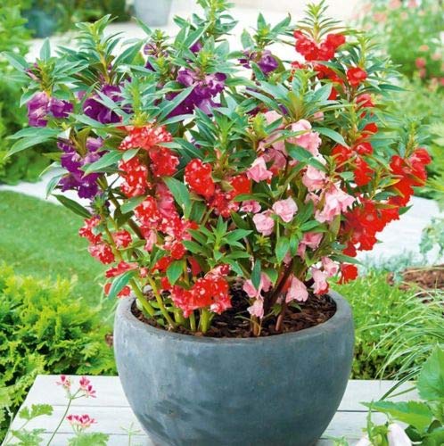 M-Tech Gardens Rare Ornamental Balsam Seeds Mixed Varieties for Growing (30 Seeds Pack) BALSAM02-picture-14