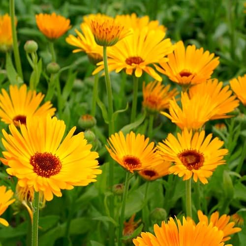 Eden Brothers Calendula Seeds - Nova