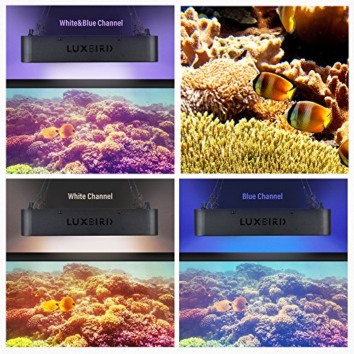 Luxbird Aquarium Light 168W LED Coral Light, LBA-168 Dimmable Reef Light,Full Spectrum LED Aquarium Light for Saltwater Reef Blue Aquarium Lighting Marine Corals Tank LPS & SPS 56 LEDs