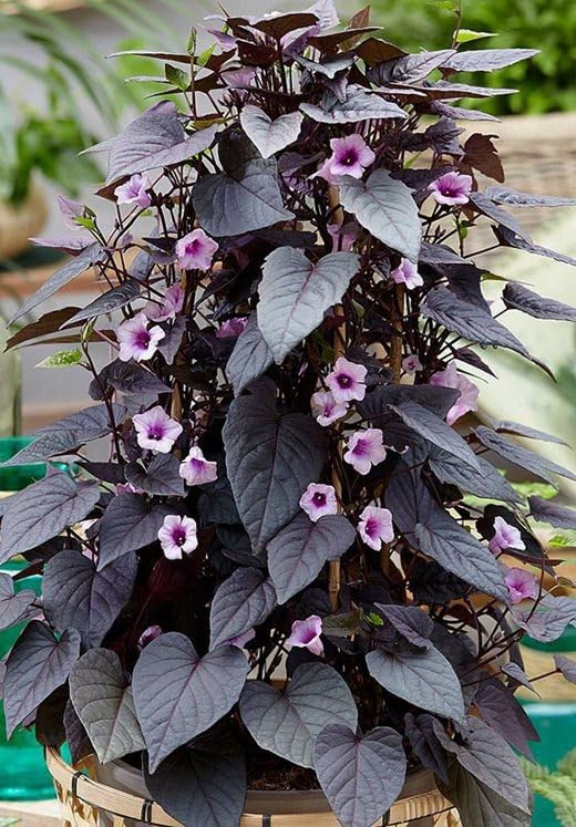 Image of Purple Black Sweet Potato Vine Live Plant with Pot | Ornamental Ipomoea Live Plant | Fast Growing Hanging & Creeper Plant | Outdoor Decorative Foliage Plant for Garden, Balcony & Home