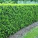 Produktbild 1 x Taxus media Hicksii 20-30 cm (Kegeleibe) TOP FÜR HECKE ab 1,99  pro St.