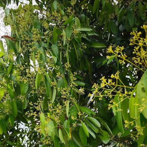 Semillas de canela - semillas de medicinales Cinnamomum cassia - en resistentes al aire libre medicinales jardín Balcón con parterre 150pcs