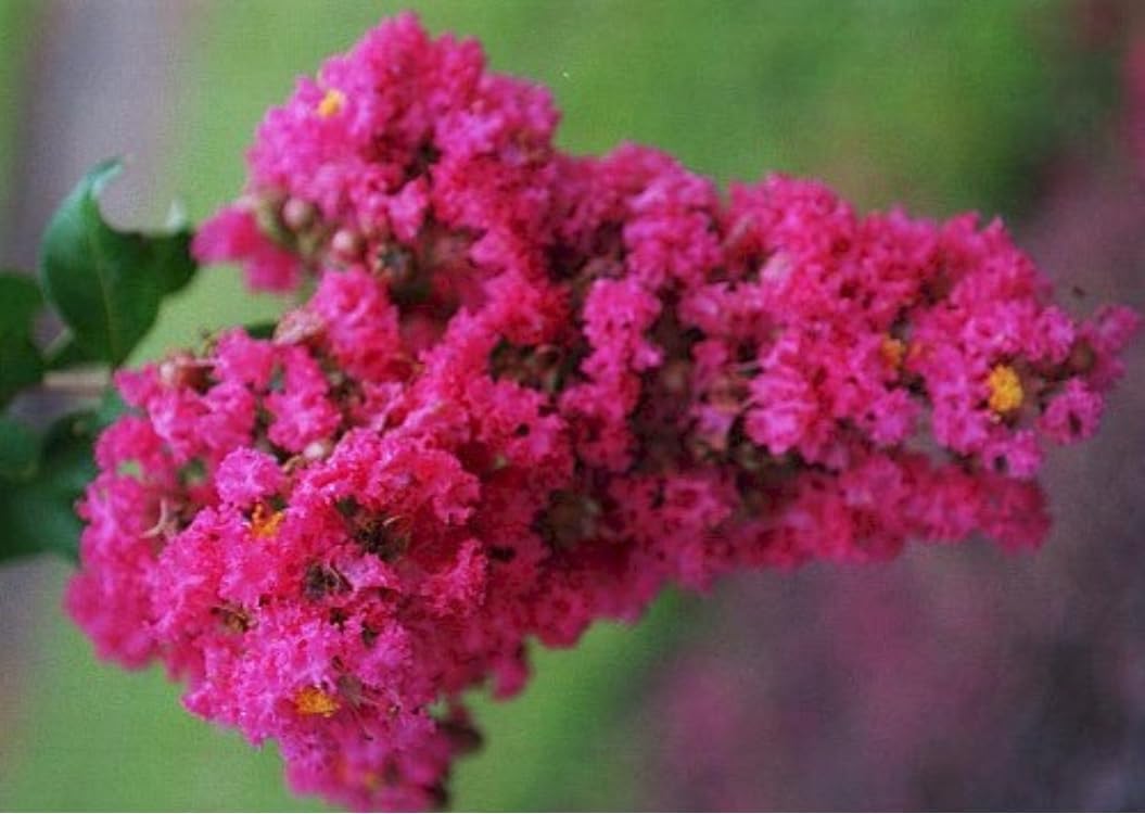 Electric Pink Passion™ Crape Myrtle ~ Southern Charm Crape Myrtles Exclusive ~ Vibrant Blazing Pink Color in a Dwarf Tree Maturing 6-8ft Tall & Wide, Ships 2-4ft Tall, Well-Rooted in Pot with Soil