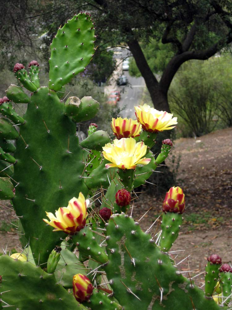 Naagphani Cactus - Live Desert Plant -2 Naagphani Cactus - Live Desert Plant -2