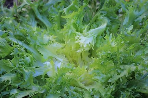 400 semillas de Endive King para plantar achicoria Heirloom sin OGM 004oz supervivencia a granel de verduras de jardín