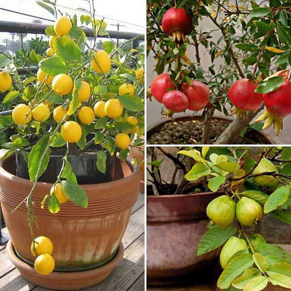 Mphmi NCR Winter Plants Top 3 Fruit Plants to Grow in Pots Pomegranate, Annar, Anar Nimboo, Lemon Tree Guava Tree, Amrud, Psidium guajava (B0CGV1TTMN) Amazon Price History, Amazon Price Tracker