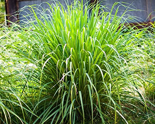 Lemongrass Seed for Planting 1500 Non-GMO Heirloom Seeds - Grow Lemon Fresh Asian Lemongrass Plants in Your Home Vegetable Garden