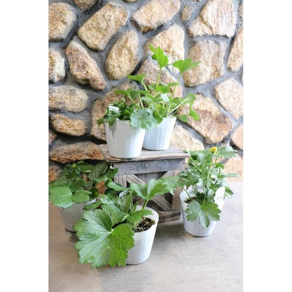 ラナンキュラスラックス ヘラ ラナンキュラス：ラックス キュベレー3.5-4号ポット の通販