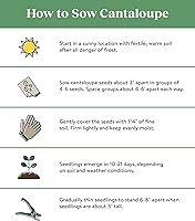 Vista 3 de Burpee Ambrosia Cantaloupe Melon Seeds 30 semillas