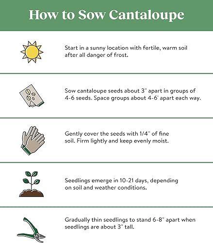 Miniatura 8 de Burpee Watermelon Coleus Seeds 25 semillas