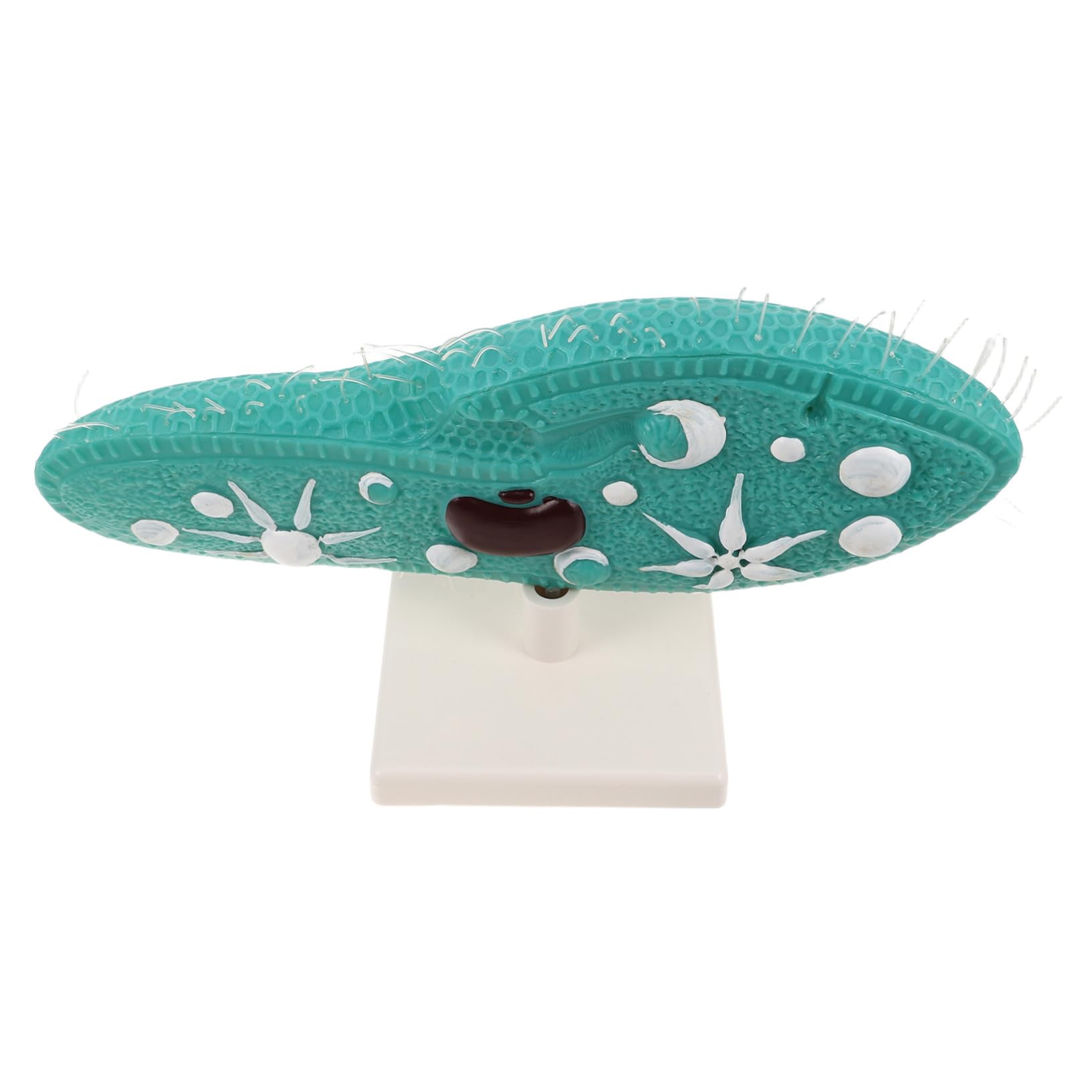 Hohopeti PVC Pantoffeltierchen Modell mit Ständer und Detailliertem Ziliendesign Mikroskopisches Organismenmodell für Biologieunterricht und Experimente im Klassenzimmer