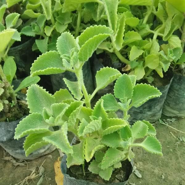 Anuraj farms Oregano/Ajwain (Ova) Live Plant,Panikoorka (Mexican Mint