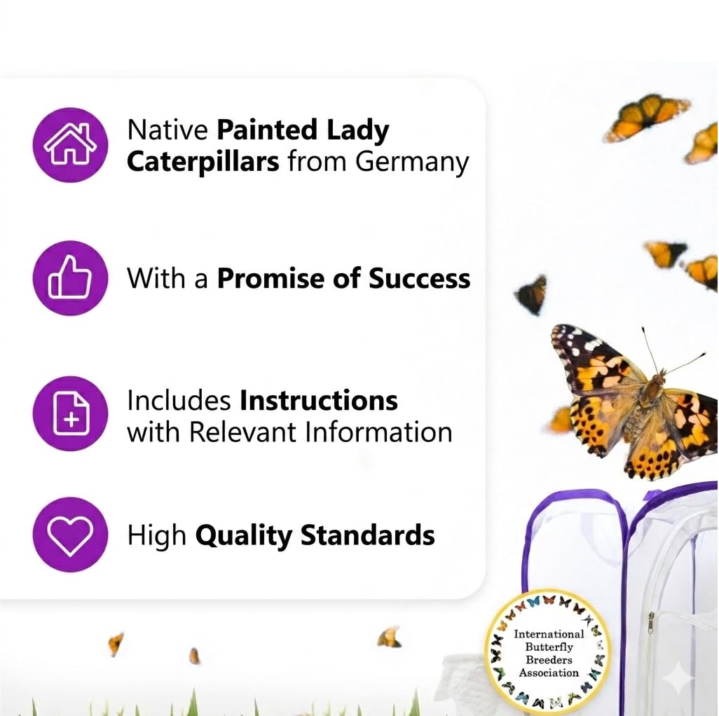 Juego de cría de mariposas para niños/adultos, ideal para el hogar, garantía de éxito | libro electrónico gratuito y materiales de aprendizaje | Cría de orugas